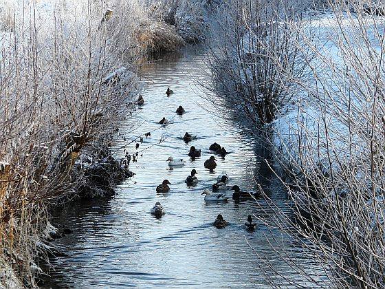 Wildenten auf der Schwülme am Hohlweg, Rainer Scharf, 3.1.09