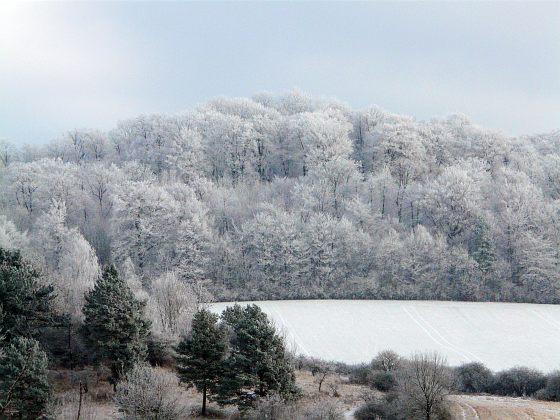 Vom Mühlenberg zum Lindenberg, 3.1.09, Rainer Scharf